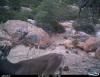 Deer 02 8-12